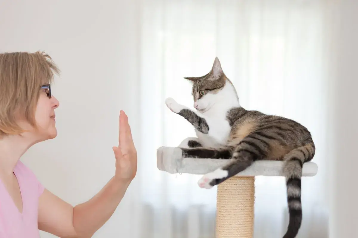 Mujer enseña a su gato a dar la pata. El gato, en su rascador, levanta una pata en respuesta. Un ejemplo de adiestrar gatos.