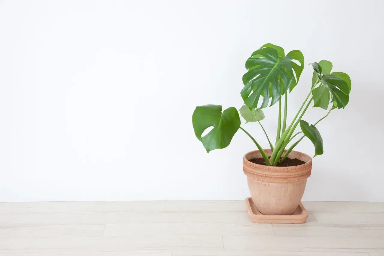 Monstera w glinianej doniczce na jasnej podłodze. Czy monstera uczula? Ta roślina jest bezpieczna dla większości ludzi.