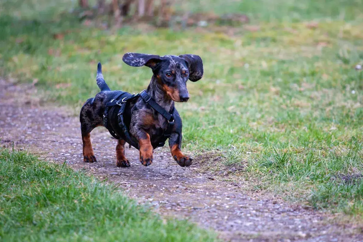 Un ágil perro salchicha sin pelo, con un arnés negro, corre por un sendero de grava rodeado de hierba verde.