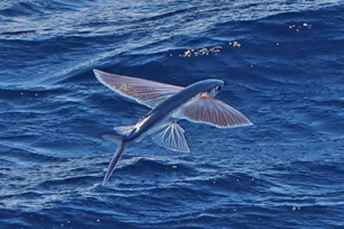 Un pez volador surca el océano con sus alas extendidas, desafiando la gravedad en un salto espectacular sobre las olas azules.