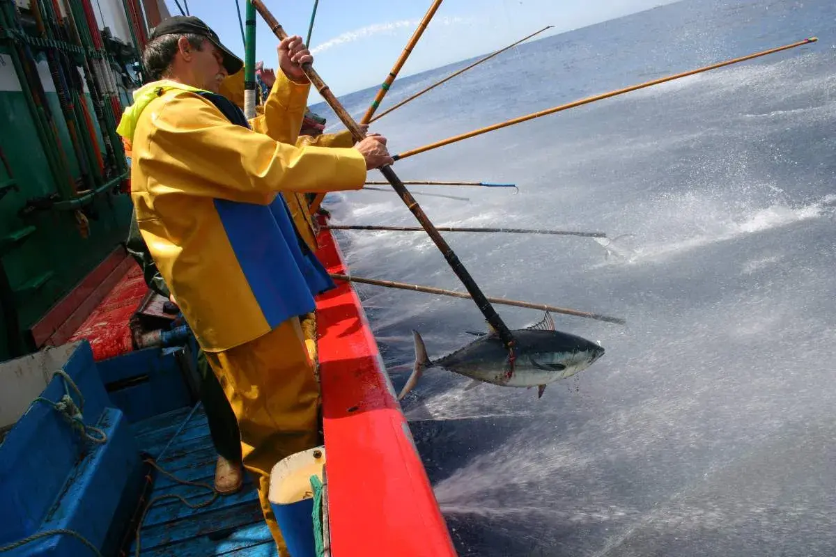 Un pescador con traje amarillo saca un bonito del norte del agua.