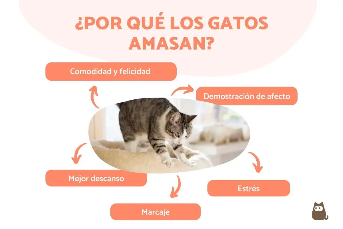 Un gato amasa en su cama, mostrando comodidad, afecto, mejor descanso, marcaje y alivio del estrés.