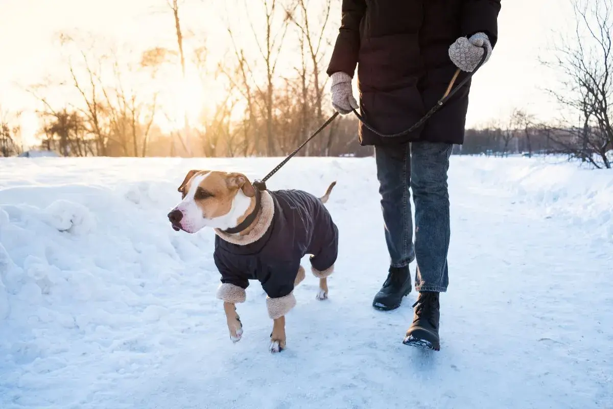 Jaka temperatura zabija kleszcze? Sprawdź, jak ich uniknąć zimą