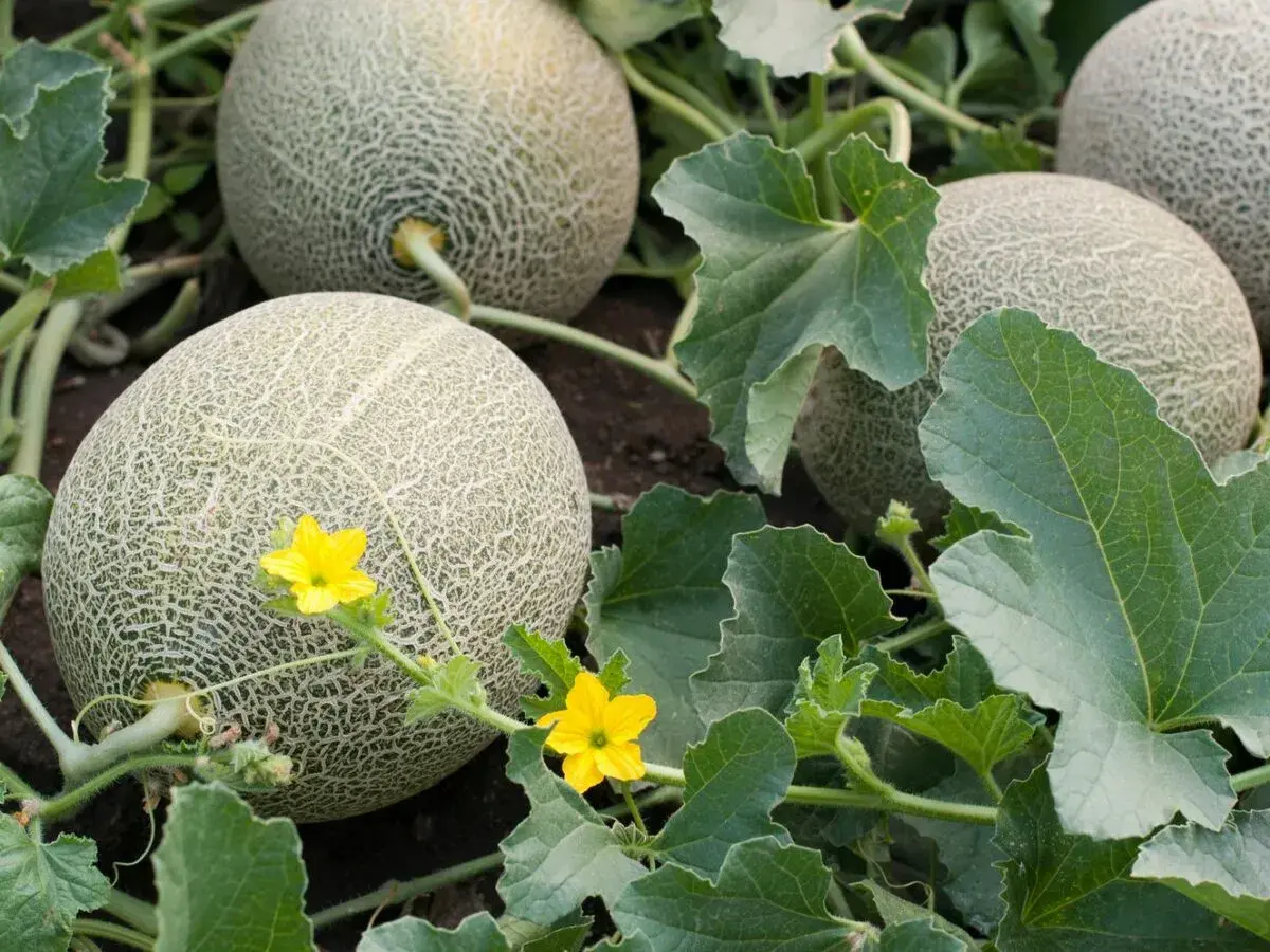 Reife Cantaloupe-Melonen wachsen im Garten. Keine Sorge, Melonen selber ziehen ist nicht giftig, sondern lecker!