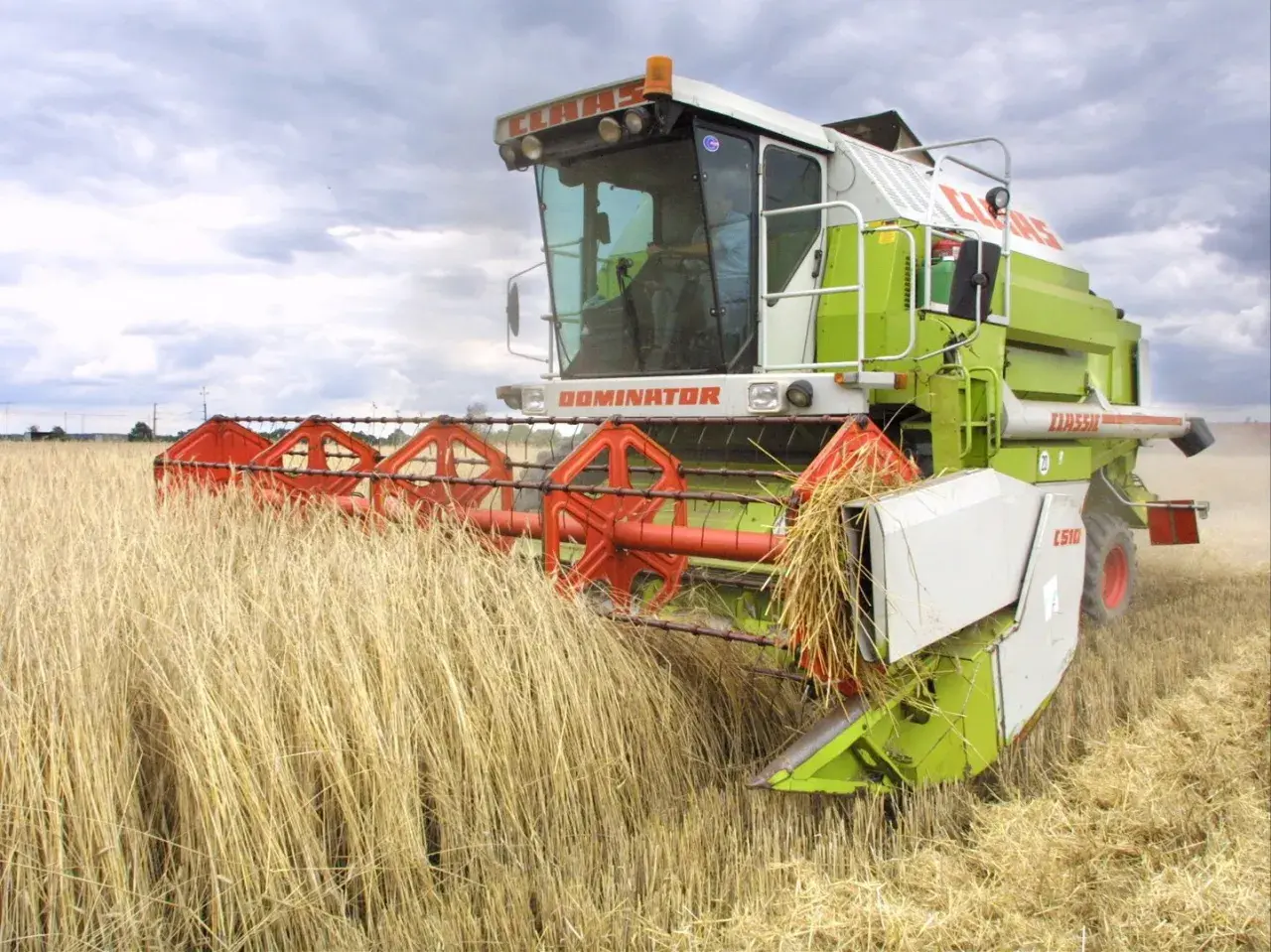 Kombajn zbożowy Claas Dominator w akcji, zbierający plony z pola. Dzierżawa ziemi w pełnym rozkwicie.