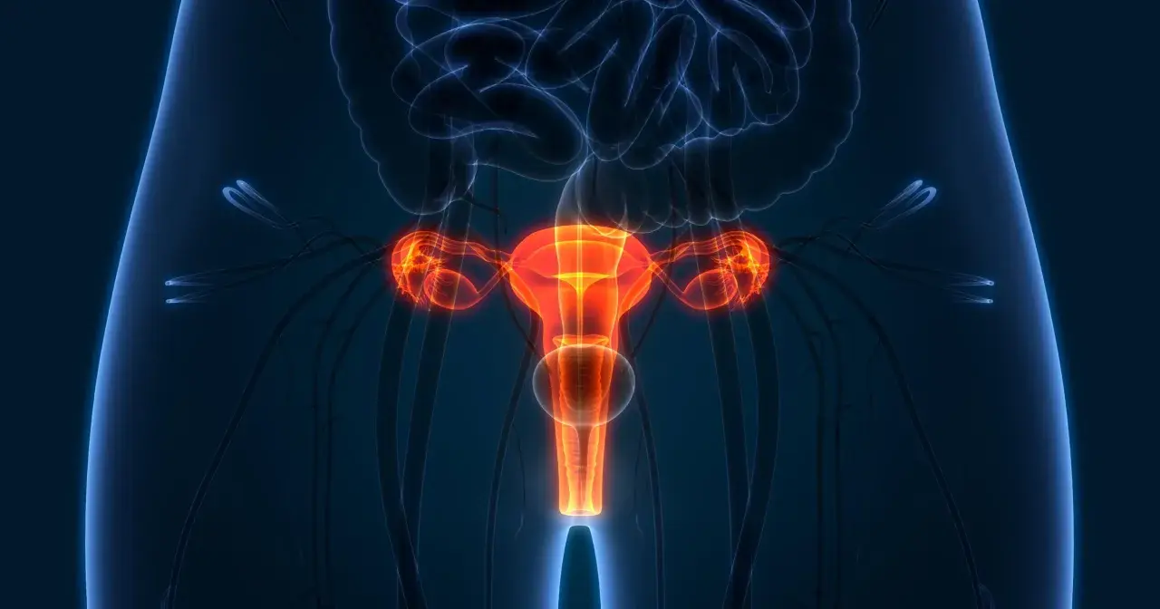 Anatomia kobieca z podświetloną macicą, jajnikami i jajowodami. Ilustracja przedstawia narządy rodne, które mogą być przedmiotem usunięcia macicy.