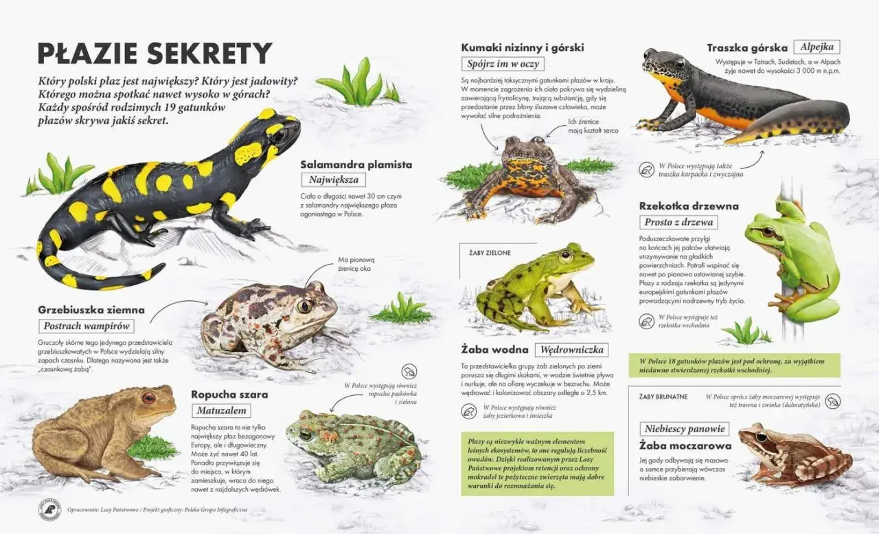 Ilustracja przedstawia różne gatunki płazów występujących w Polsce, m.in. salamandrę, ropuchę i żaby.