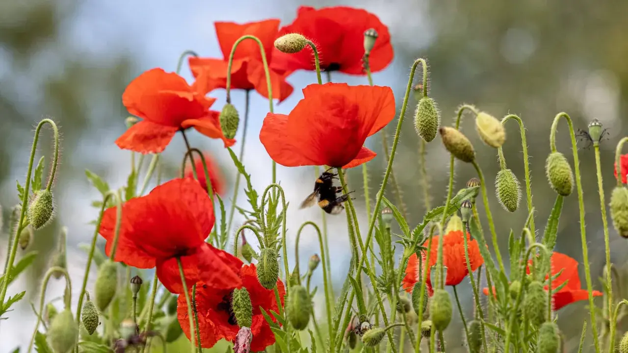 Ein Hummel besucht eine Mohnblume, die giftig ist. Viele Knospen und Blüten sind im Hintergrund zu sehen.