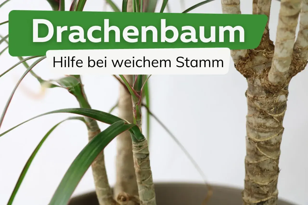 Drachenbaum mit weichem Stamm: Hilfe bei Krankheiten. Grüne Blätter und raue Stämme sind sichtbar.