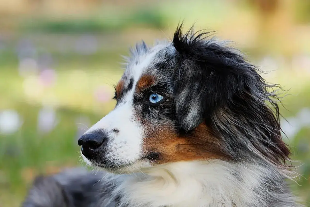 Ein Appenzeller Australian Shepherd Mix mit leuchtend blauen Augen blickt nach links.