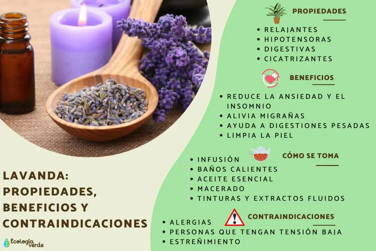 Aceite de lavanda relajante, flores secas en cuchara de madera, velas moradas y lista de propiedades y beneficios.