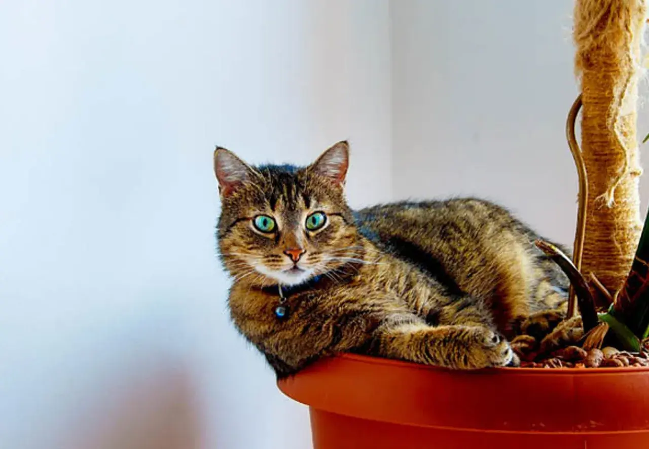 En randig katt med lysande gröna ögon vilar i en blomkruka, bredvid en klätterstolpe. En ampellilja katt som njuter av sin gröna oas.