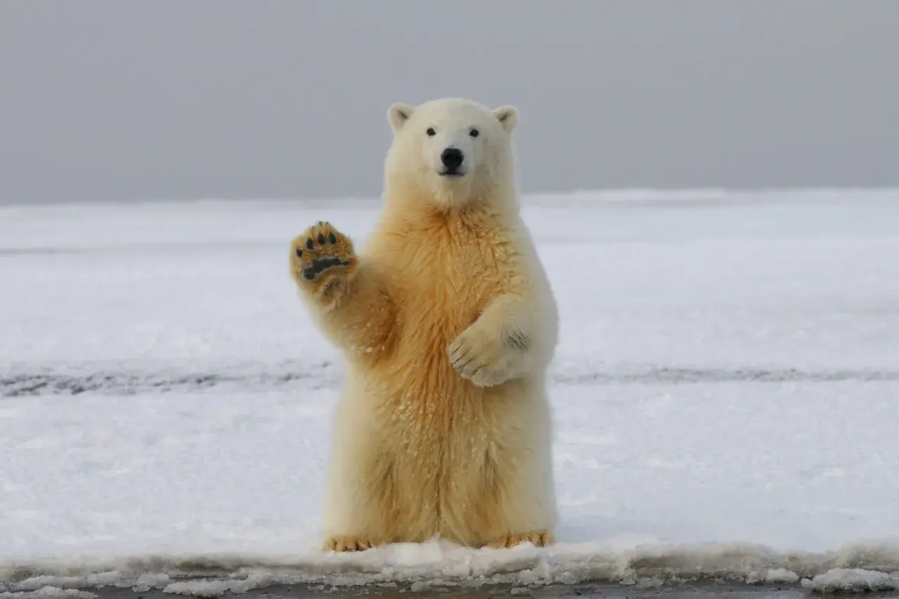 Un oso polar saluda con la pata en la nieve. Es como soñar con osos, ¡un encuentro inesperado y tierno!