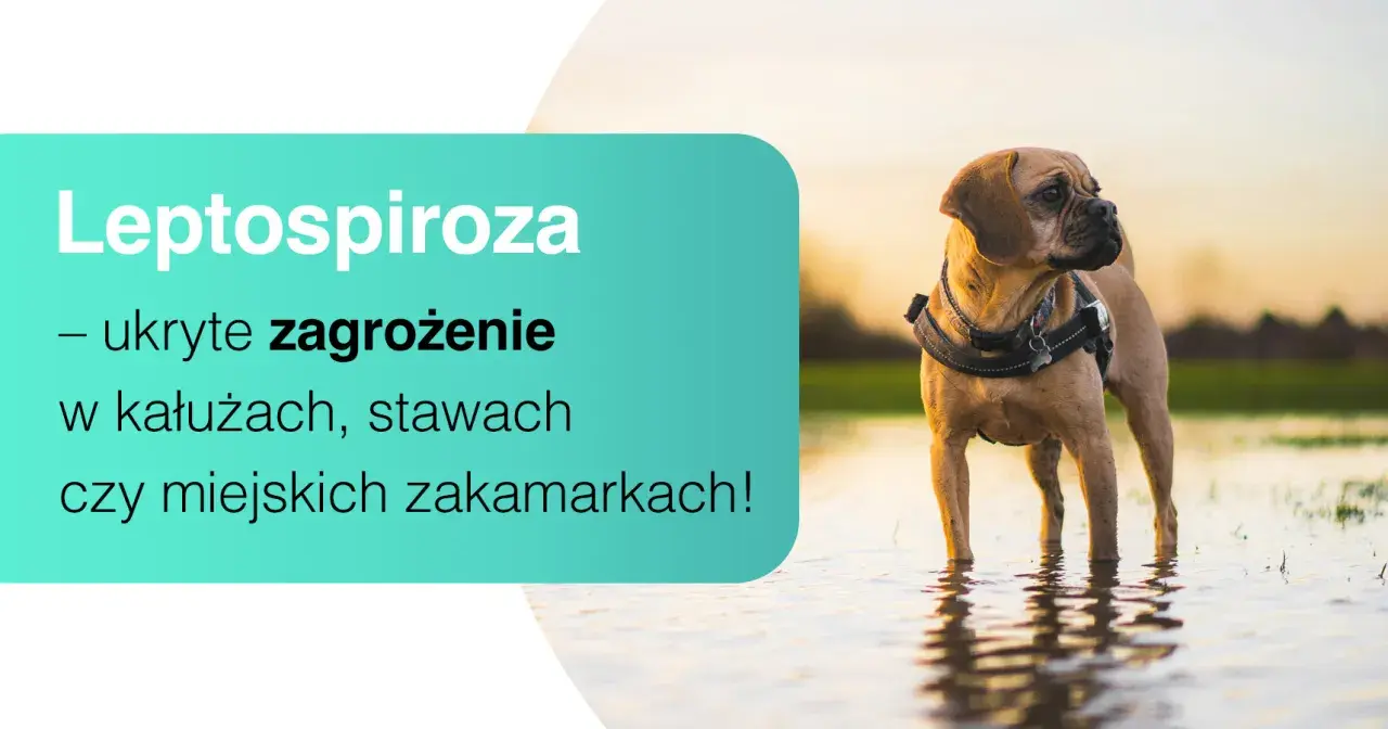 Pies w wodzie, ostrzeżenie przed leptospirozą – ukrytym zagrożeniem w kałużach i miejskich zakamarkach.