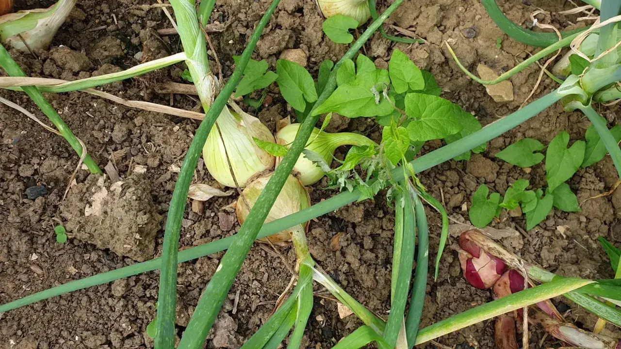 Oignons blancs et rouges en terre, entourés de feuilles vertes.