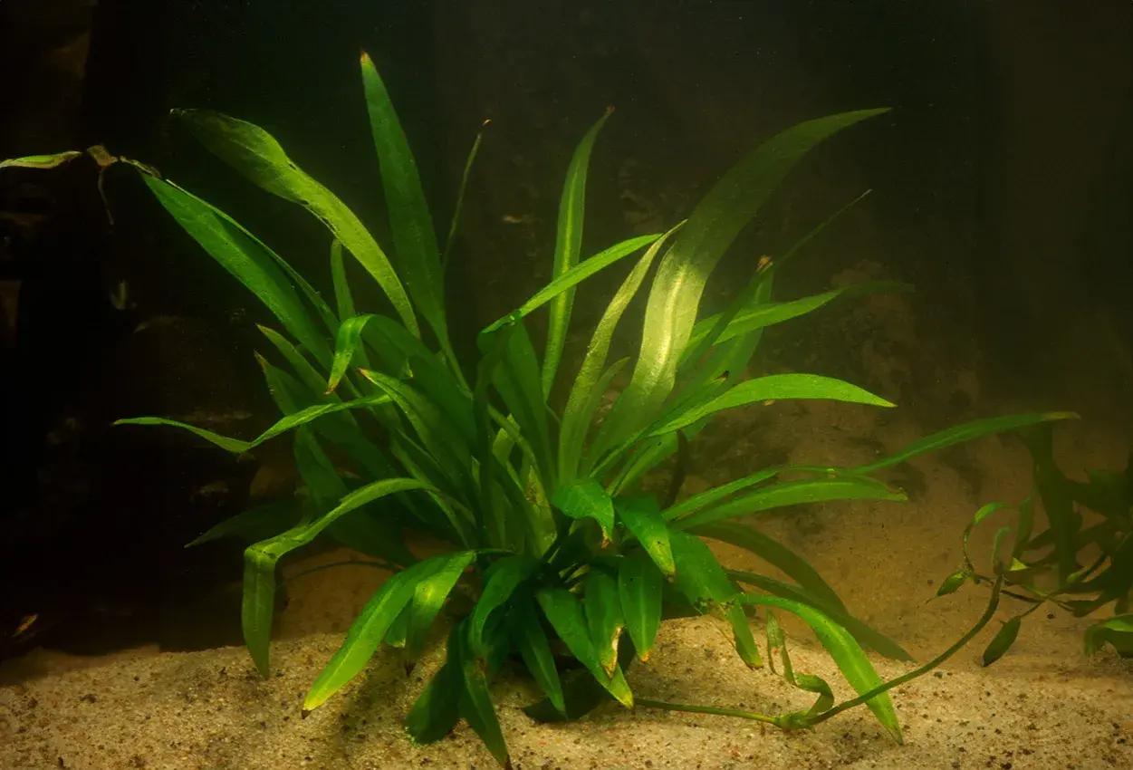 En frodig svärdplanta växer i akvariets sandbotten, dess långa, gröna blad sträcker sig mot ljuset.