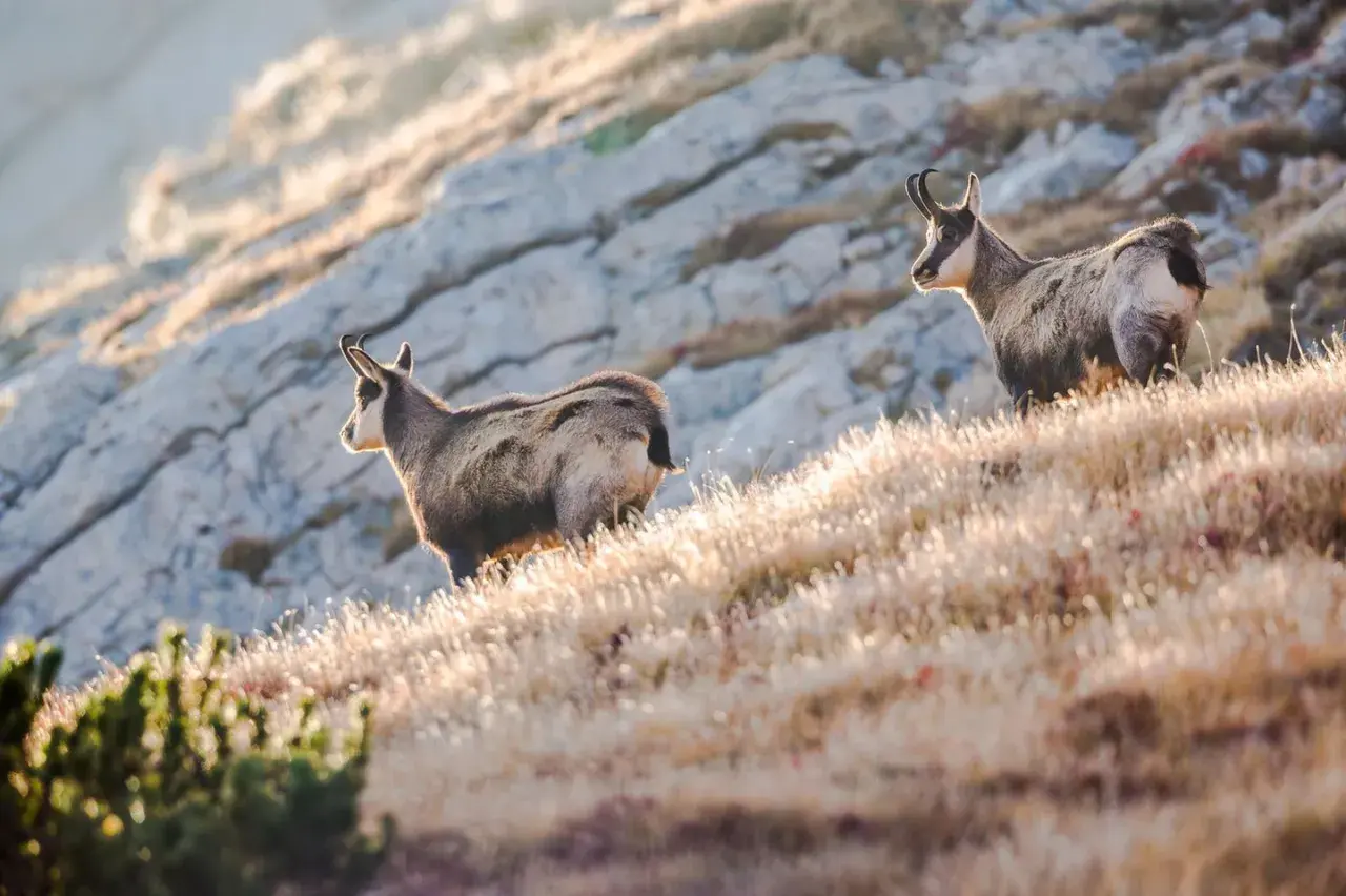Zwei Gämsen auf einem sonnenbeschienenen Hang im Durmitor Nationalpark.