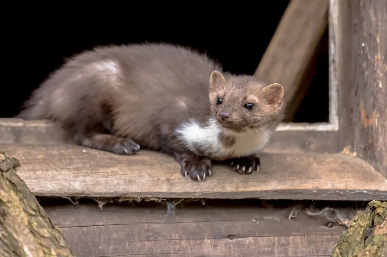 Młoda kuna, która może być naturalnym wrogiem kuny, siedzi na drewnianej desce.