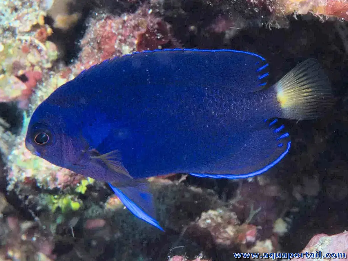 Un vibrante pez ángel azul eléctrico nada entre corales. Su cuerpo es de un azul intenso, con bordes azules y una cola amarilla.