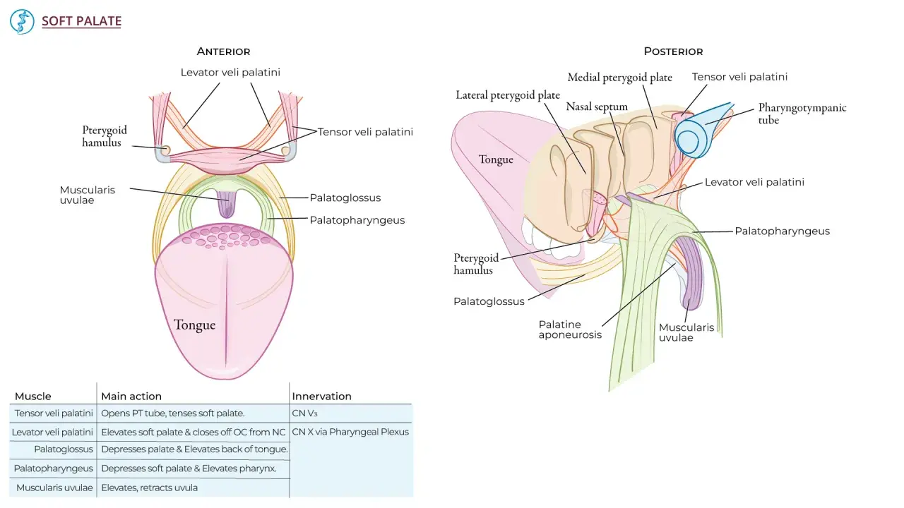 Anatomia podniebienia miękkiego: mięśnie unoszące i napinające, język, trąbka Eustachiusza.