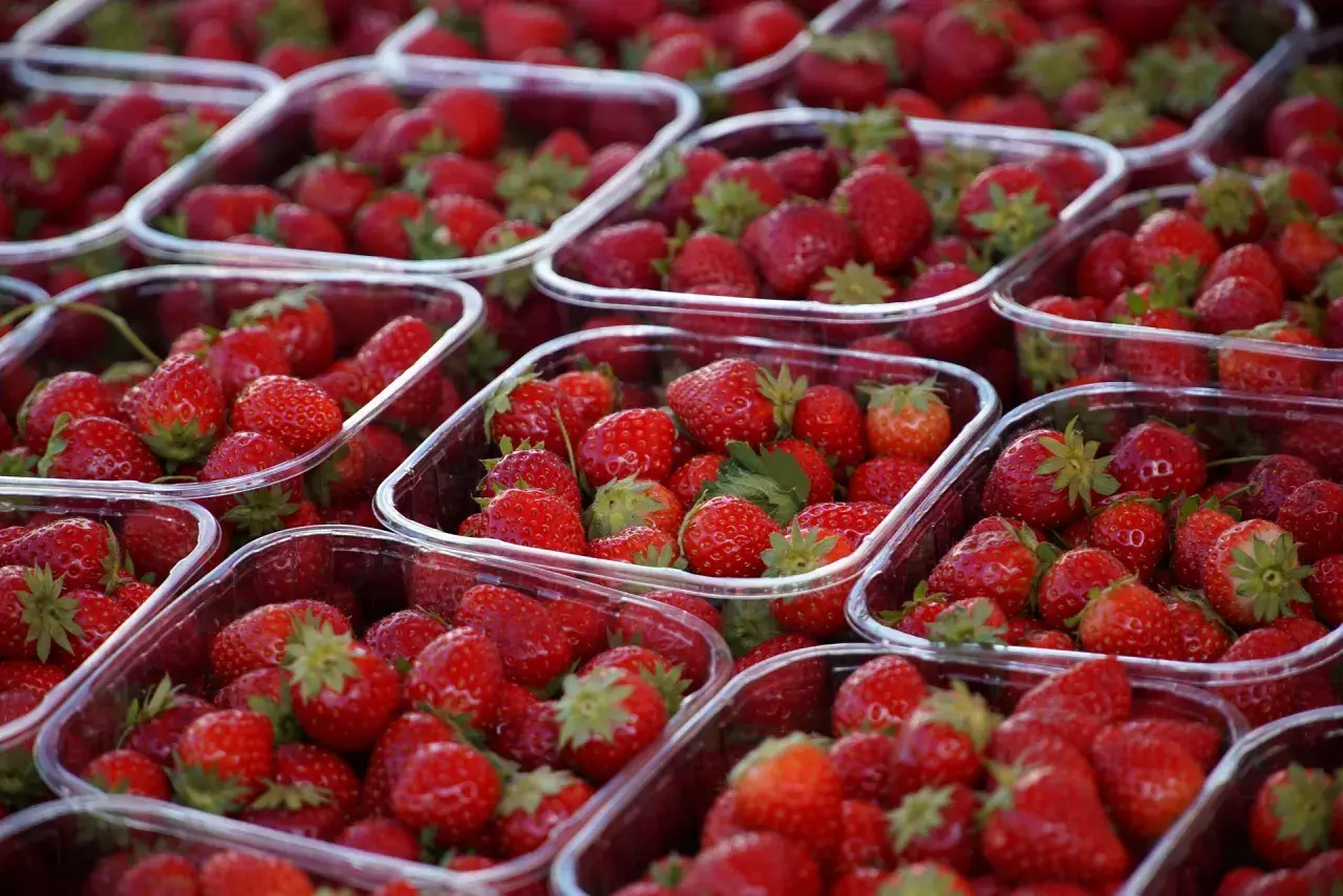 Mnóstwo świeżych truskawek w plastikowych opakowaniach. Sprawdź aktualne ceny warzyw i owoców Bronisze, by kupić te pyszności!