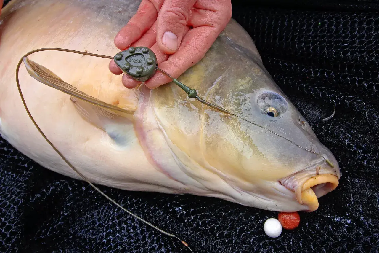 Ein Angler hält einen großen Karpfen, der gerade gefangen wurde. Die Angelmontage mit Blei und Haken ist gut sichtbar.