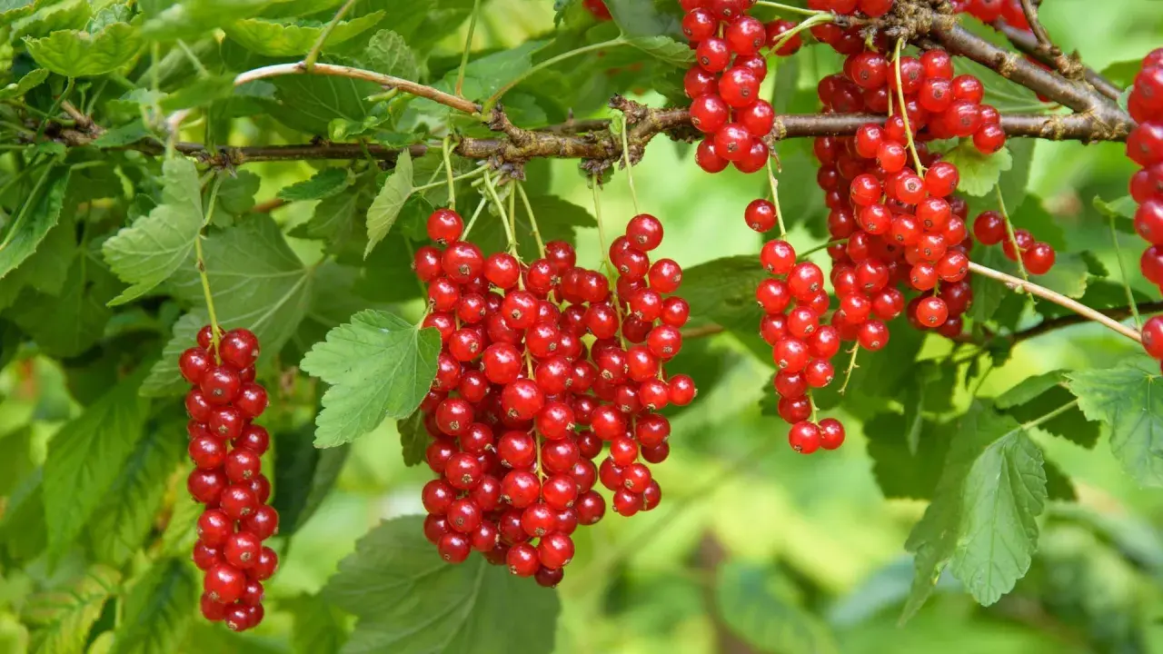 Reife rote Johannisbeeren hängen in Trauben am Strauch. Die Erntezeit ist gekommen!