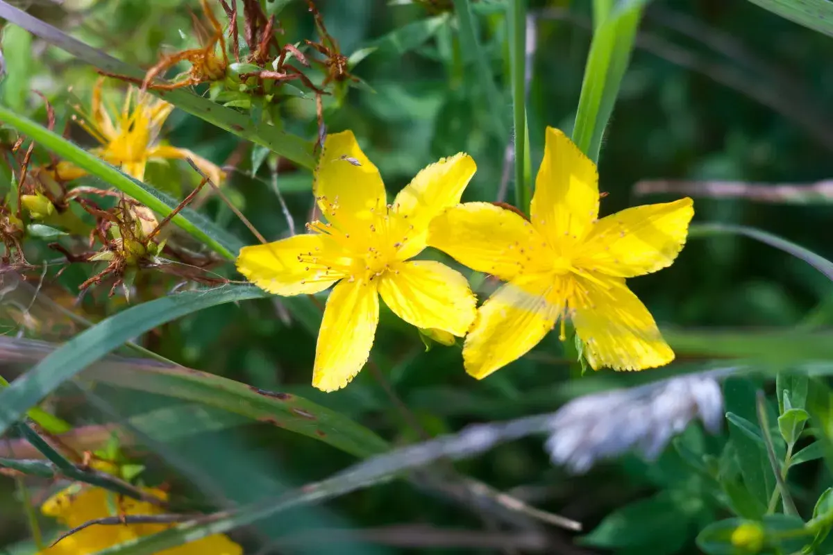 Due splendidi fiori di iperico, con i loro petali gialli vivaci, sbocciano tra l'erba verde e le foglie secche.