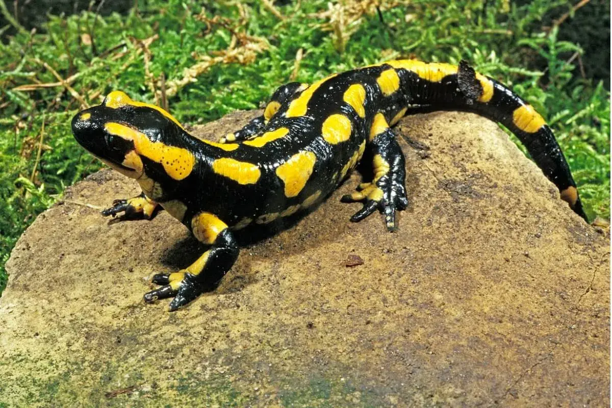 Salamandra de fuego, con su piel negra y amarilla, descansa sobre una roca. Se pregunta qué comen las salamandras, quizás insectos o pequeños invertebrados.