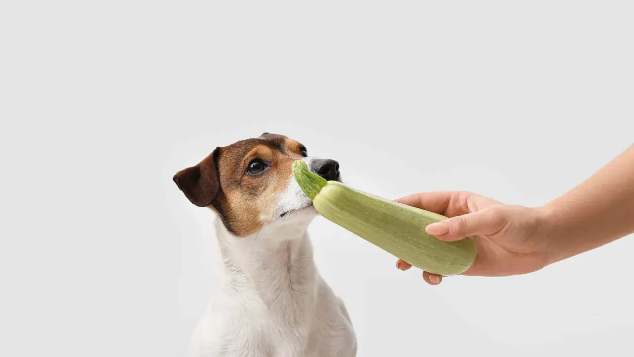 Ein neugieriger Zucchini-Hund schnuppert an einer Zucchini, die ihm von einer Hand angeboten wird.