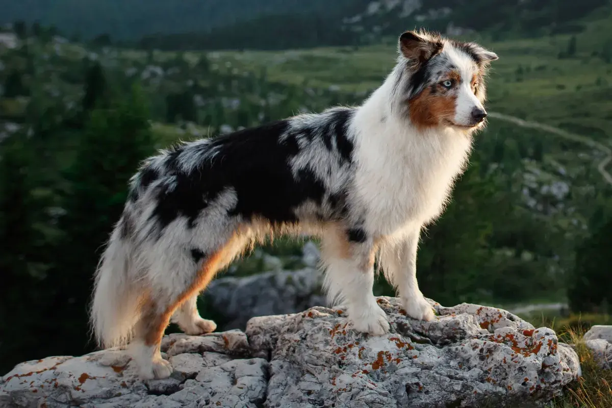 Ein wunderschöner mini aussiedor steht auf Felsen in den Bergen. Sein Fell ist schwarz-weiß gefleckt mit braunen Akzenten.