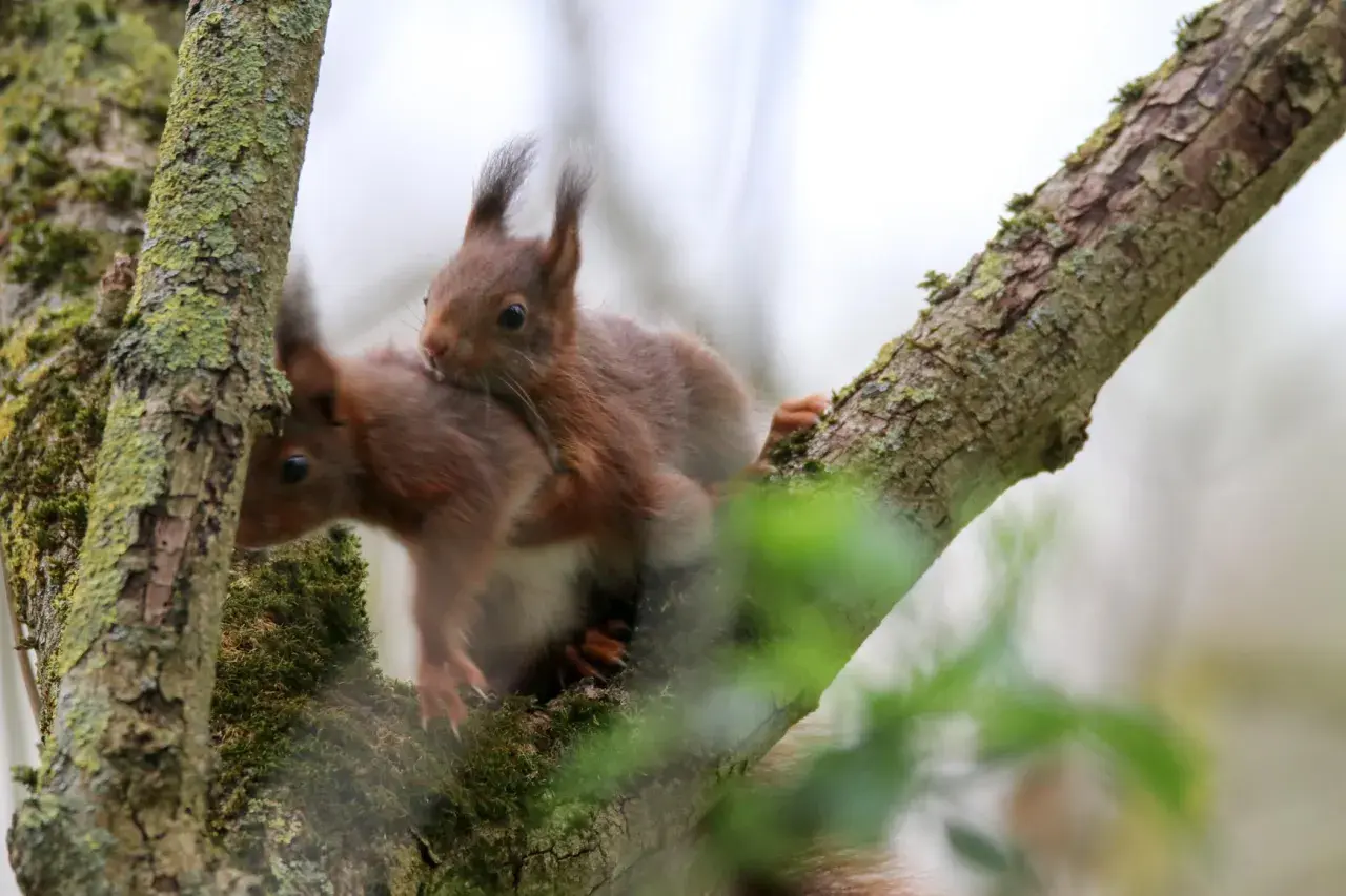 Zwei Eichhörnchen auf einem Ast. Der Unterschied zwischen Männchen und Weibchen ist hier nicht ersichtlich, aber sie kuscheln eng.