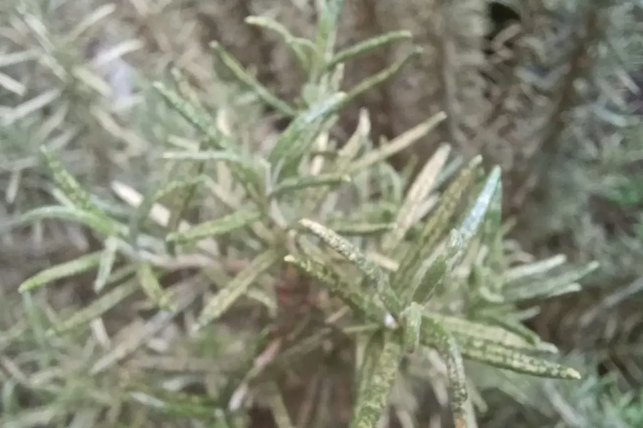 Rametti di rosmarino con alcune foglie gialle, segno di un'estate intensa.