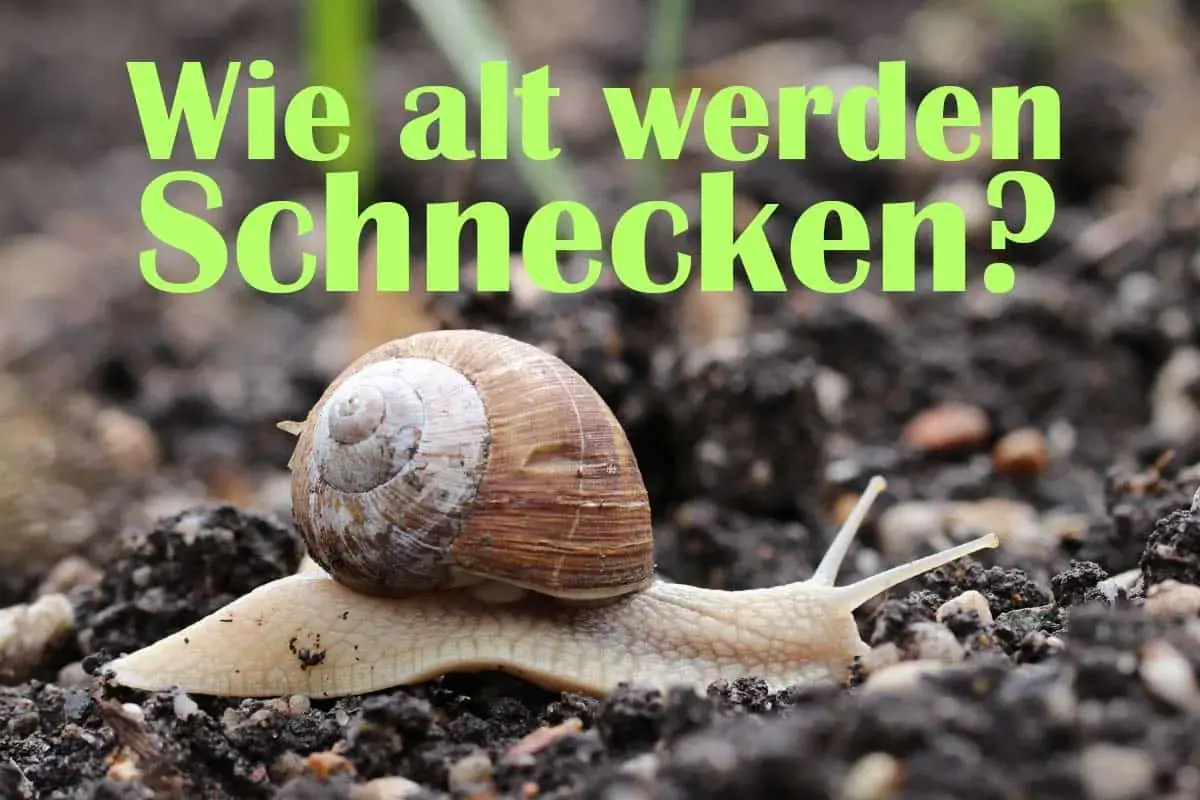Eine Weinbergschnecke kriecht über feuchte Erde. Der Text fragt: "Wie alt werden Schnecken?".