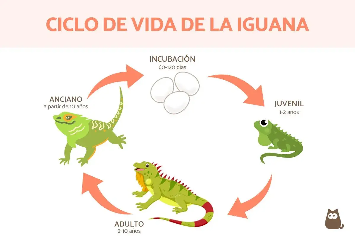 Ciclo de vida de la iguana: incubación, juvenil (1-2 años), adulto (2-10 años) y anciano (a partir de 10 años). Así se responde a cuanto vive una iguana.