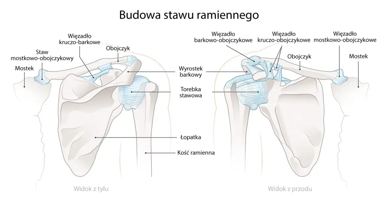 Widok z przodu i z tyłu stawu ramiennego. Obojczyk łączy łopatkę z mostkiem, tworząc staw.