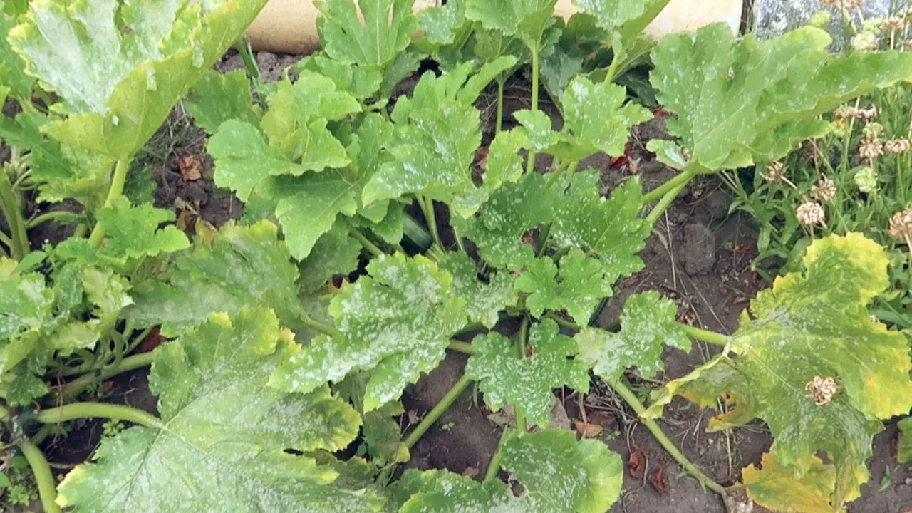 Zucchini-Pflanze mit mehltaubefallenen Blättern. Weiße Flecken bedecken die grünen Blätter, ein Zeichen für den **Mehltau an Zucchini**.