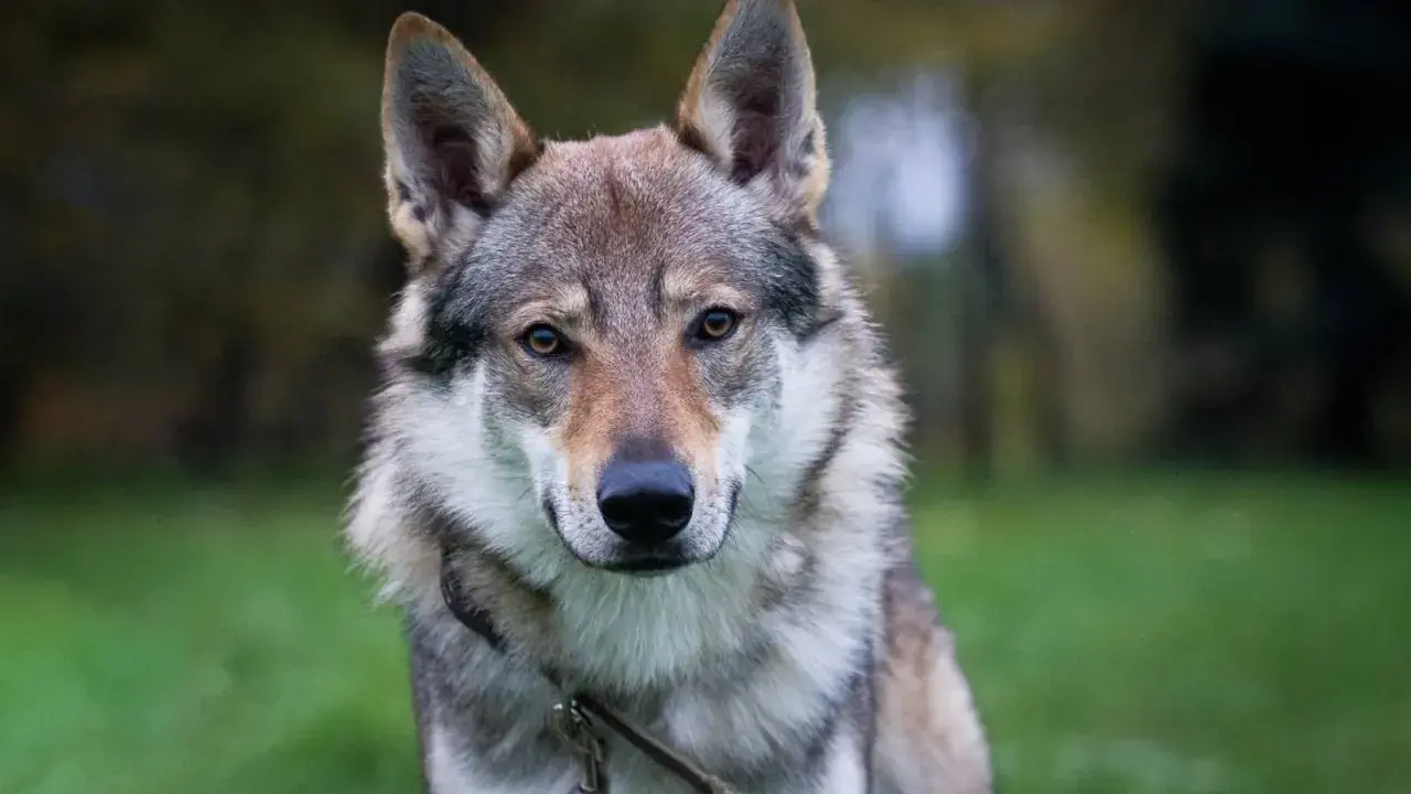 Un perro lobo checoslovaco, con su mirada penetrante, posa en un entorno hogareño, rodeado de naturaleza.