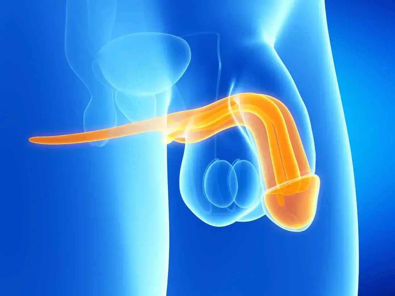 Anatomical illustration showing the penis and testicles. The penis is highlighted in orange, suggesting its internal structure. This image can be used to explain the process of mycie penisa.