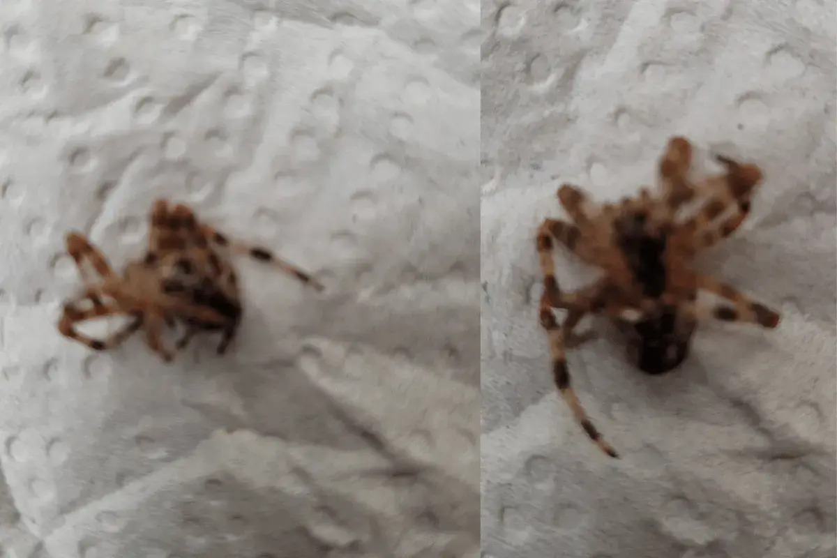 Två närbilder på en död korsspindel. Denna korsspindel giftig kan se skrämmande ut men är oftast ofarlig för människor.