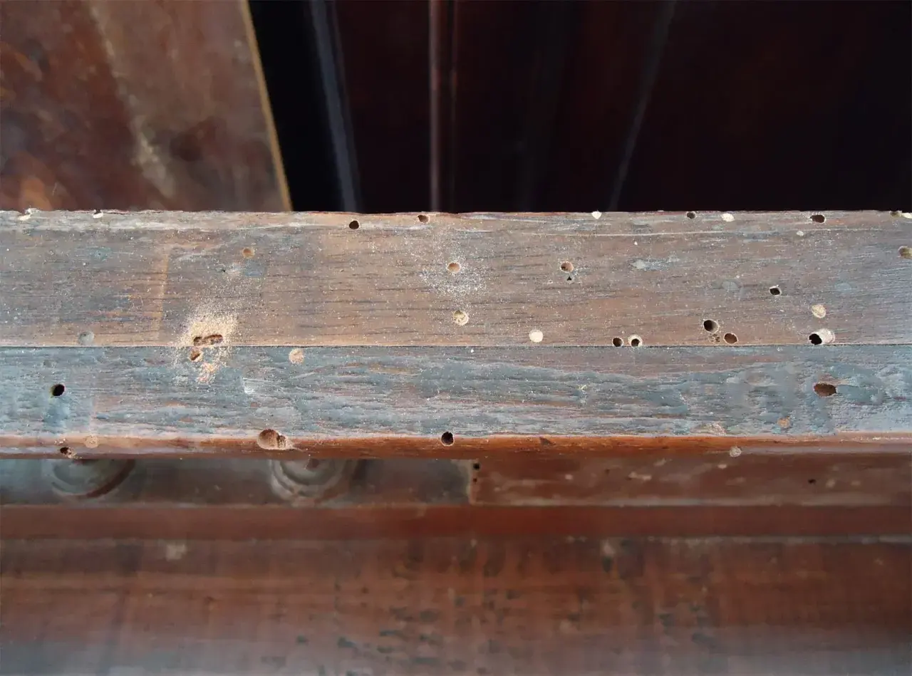 Legno di mobile con numerosi fori, segno di infestazione da tarli mobili.