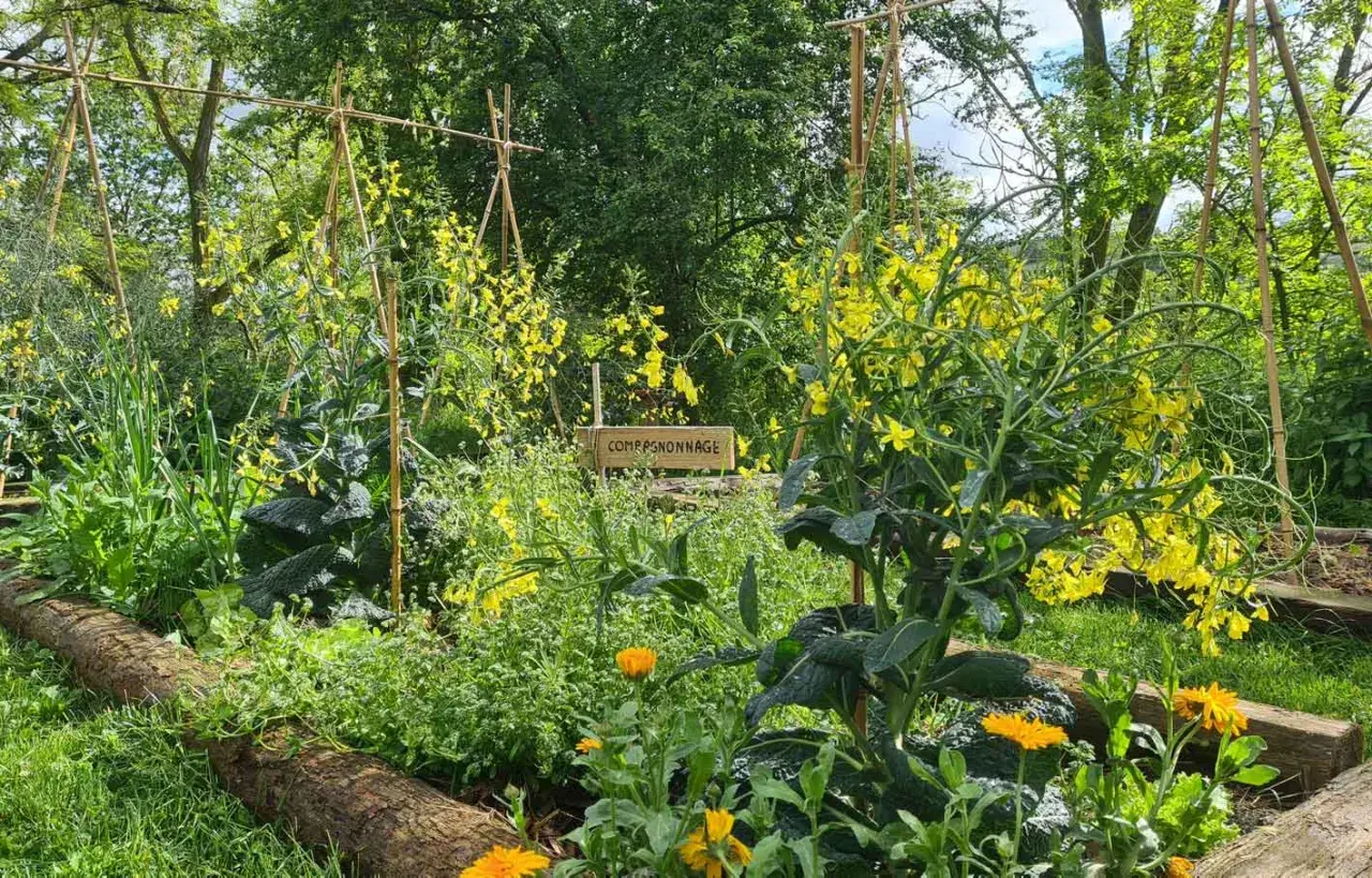 Un potager en permaculture luxuriant avec des fleurs jaunes éclatantes, des légumes verts et des tuteurs en bambou.