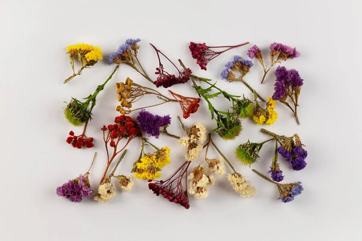 Un ramo de flores secas de colores vibrantes, como si fuera un sueño con flores, sobre un fondo blanco.