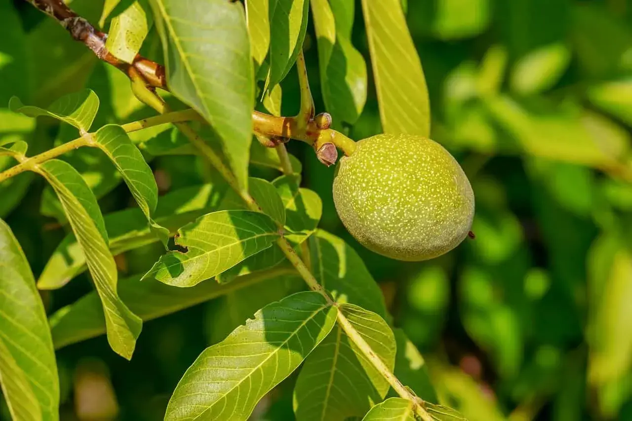 Grüne Walnuss am Ast, ein Hinweis auf die Nachteile eines Walnussbaums im Garten: Schatten und Unkraut.