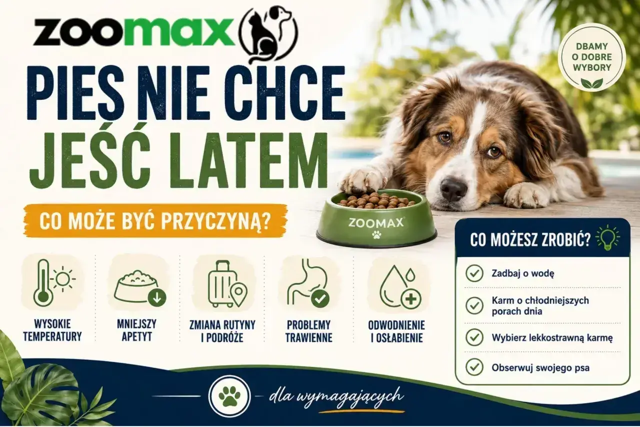 Smutny piesek obok miski z karmą. Dlaczego szczeniak nie chce jeść latem? Wysokie temperatury, mniejszy apetyt, problemy trawienne.