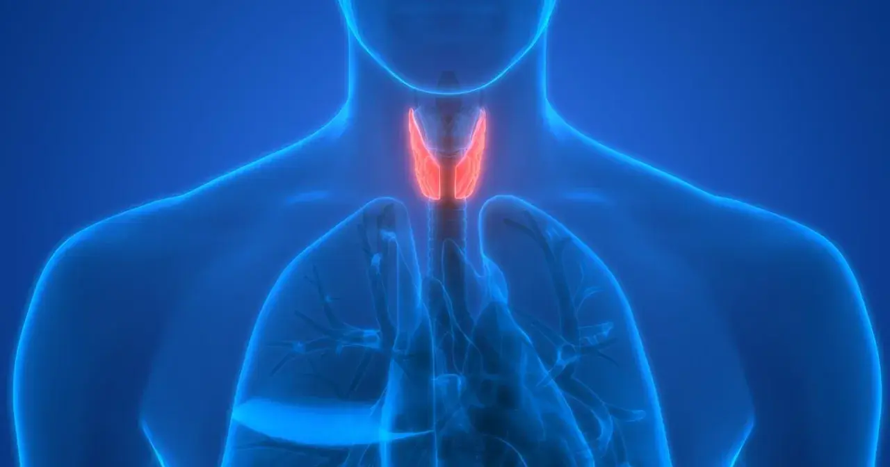 Anatomia krtani i tchawicy. Czerwony obszar może symbolizować zapalenie tchawicy.