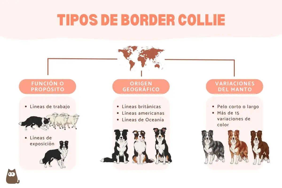 Infografía sobre tipos de Border Collie: función, origen geográfico y variaciones del manto. Muestra perros trabajando, de exposición y con distintos pelajes.