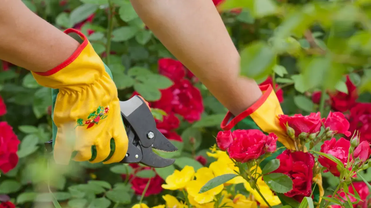 Maintenant, apprenons comment couper les roses fanées. Des mains gantées utilisent un sécateur pour tailler des roses rouges et jaunes.