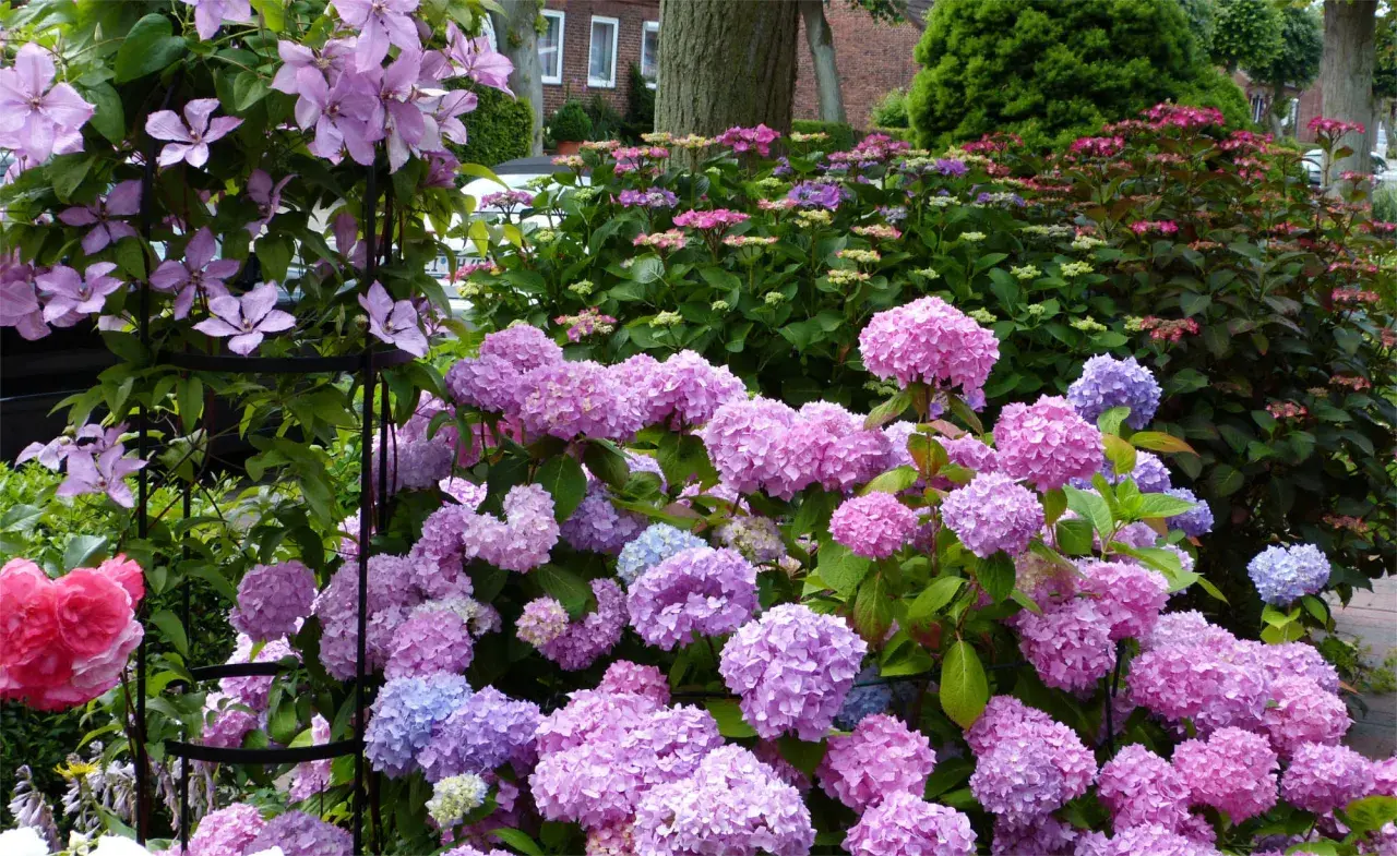 Ein Blütenmeer aus rosa und blauen Hortensien, dazu zarte lila Clematis. Was passt zu Hortensien? Diese Kombination ist perfekt!