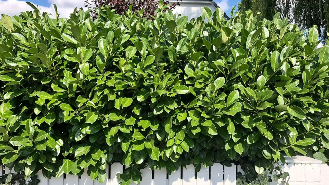 Dichte, grüne Hecke aus Kirschlorbeer-Pflanzen, die sich gut zum Pflanzen einer Sichtschutzhecke eignet.